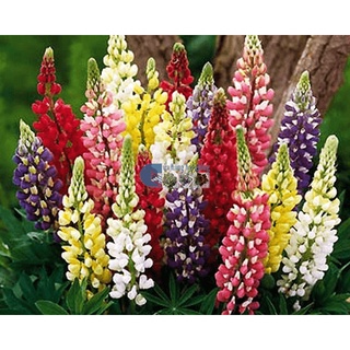 - hạt giống đậu lupin mix màu - tặng kèm phân bón