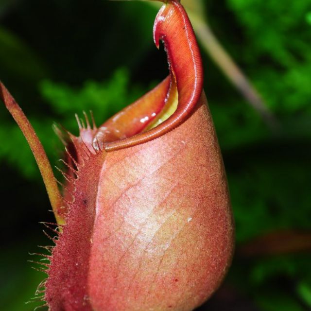 cây nắp ấm N.Viking x bicalcarata