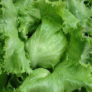 2GR HẠT GIỐNG XÀ LÁCH MINETTO