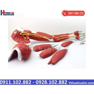 [GIÁ RẺ NHẤT] MÔ HÌNH GIẢI PHẪU CƠ VÀ THẦN KINH CHI TRÊN