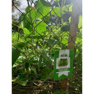 Hạt Giống Dưa Leo F1 Dễ Trồng, Giòn Ngọt