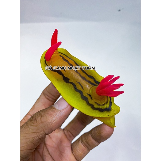 ÓC SÊN NHÂN TẠO TRANG TRÍ BỂ CÁ, TIỂU CẢNH 8CM