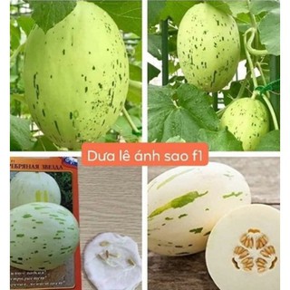 Hạt giống dưa lê ánh sao