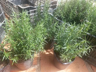 [Mua 5 tặng 1] Combo 3 chậu Hương Thảo lớn (Rosemary)