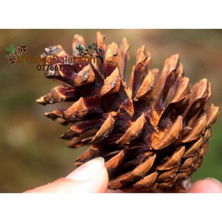 30 Quả thông khô ( Loại trái thông lớn cao 8-> 12cm)