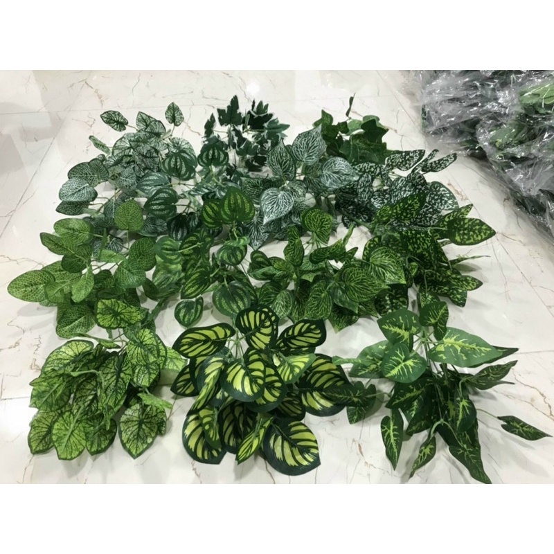 cụm lá 7 nhánh