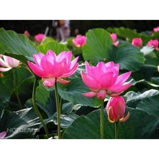 Hạt giống hoa sen ta - sen quê ( Gói 10 hạt ) - Knseeds4