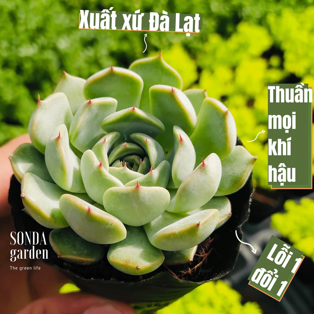 Sen đá bánh bao gai đỏ SONDA GARDEN size bé 5-8cm, xuất xứ Đà Lạt, khoẻ đẹp, lỗi 1 đổi 1