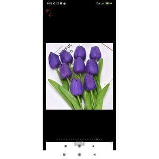 hoa tulip tím hungngoc