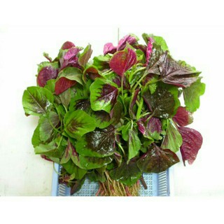 hạt giống rau dền khoang ( dền tiều ) 2000ngàn hạt ( A3-MT1 )