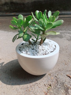 Chậu Cây Ngọc Bích