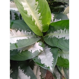 Cây Thanh Lam - Cây Hoàng Hậu