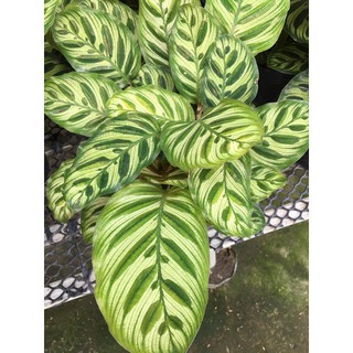Cây đuôi công Calathea makoyana
