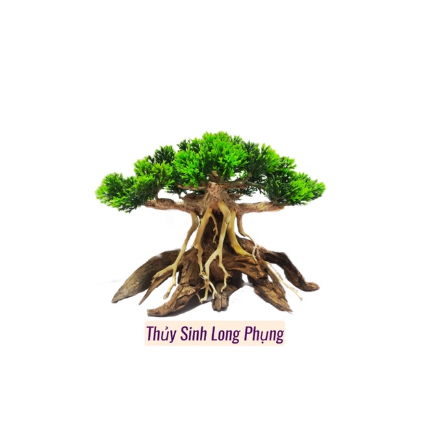 Lũa Bonsai Nấm Tùng hồ cá