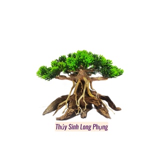 Lũa Bonsai Nấm Tùng hồ cá ( nhiều size )