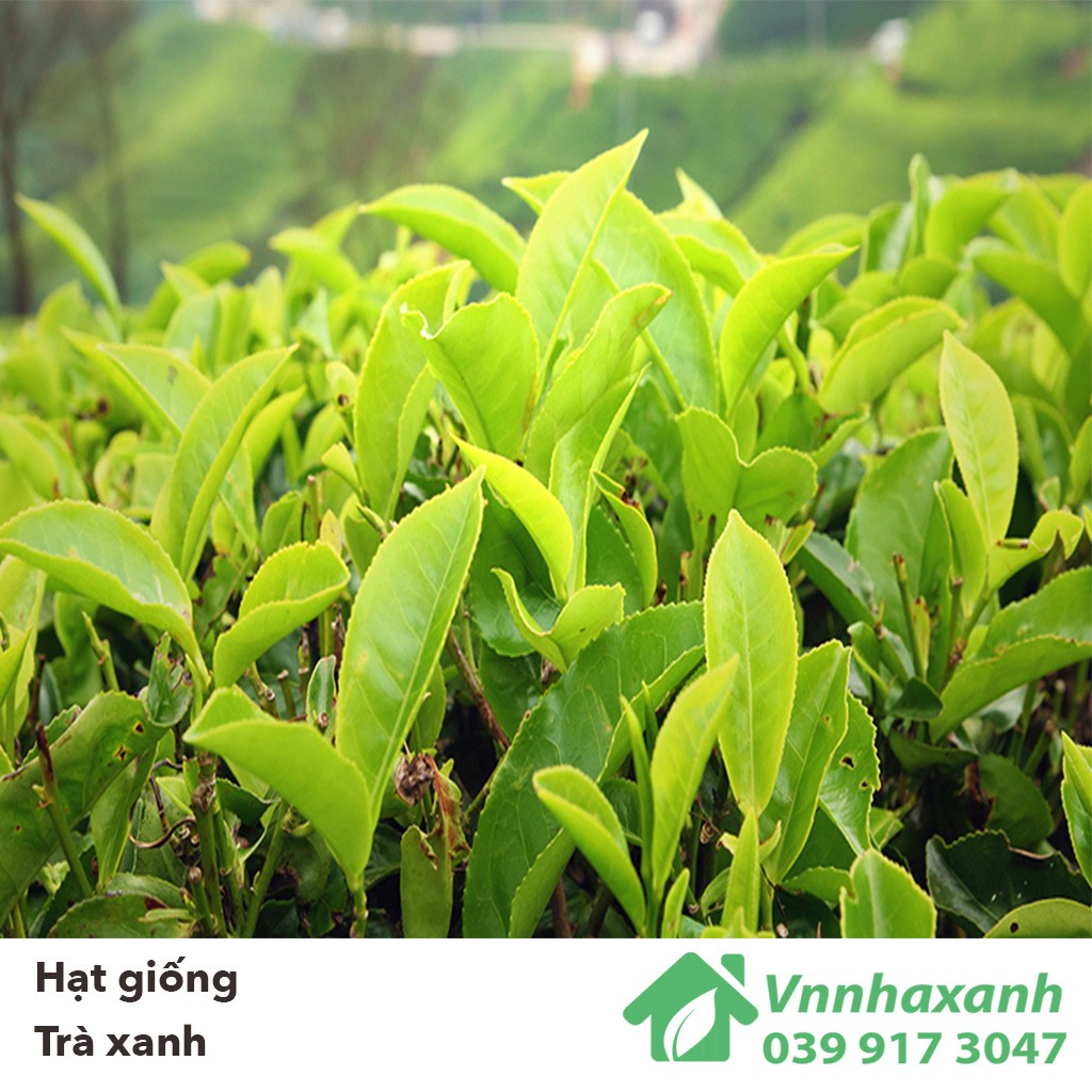 Hạt Giống Trà Xanh/ Chè - Tea Tree