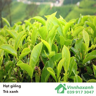 Hạt Giống Trà Xanh/ Chè - Tea Tree