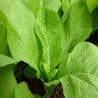 Hạt giống cải mơ hoàng mai(cải mơ cao - cải mơ lùn) gói 20g