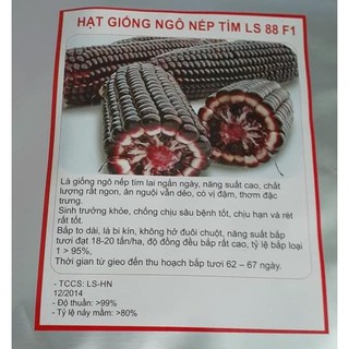 Hạt giống ngô nếp tím f1 - gói 100gr tương đương 300 hạt - dc
