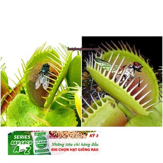 45a Hạt giống cây Bắt Ruồi + Diệt Côn Trùng ( 4- 5 hạt)