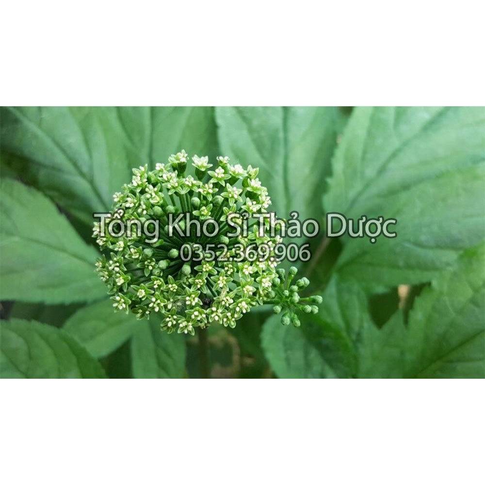 Trà hoa sâm Hàn Quốc 500g (Thanh nhiêt, detox, mát gan) - Sản phẩm cao cấp