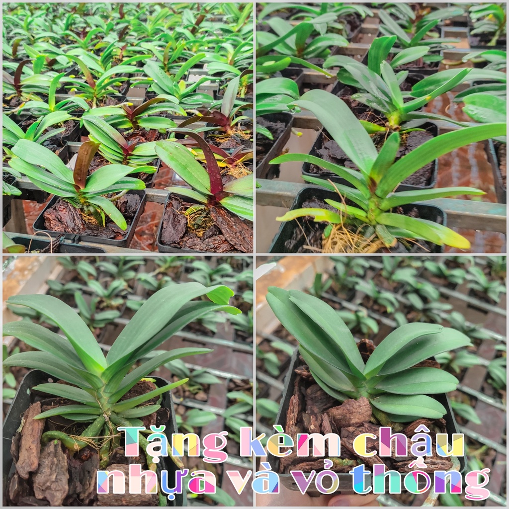 Lan Ngọc Điểm, Đai Châu, Nghinh Xuân 4-6 Cặp Lá Đẹp Nhất