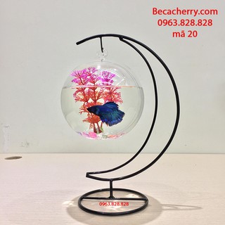 [ Tặng kèm phụ kiện ] Bể Cá Mini Cung Trăng 20