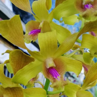 Lan nắng bò vàng cây giống cao 5-10cm