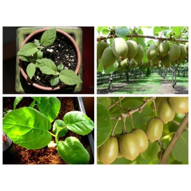 Hạt giống kiwi lùn xanh