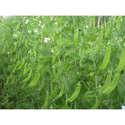 HẠT GIỐNG ĐẬU HÀ LAN