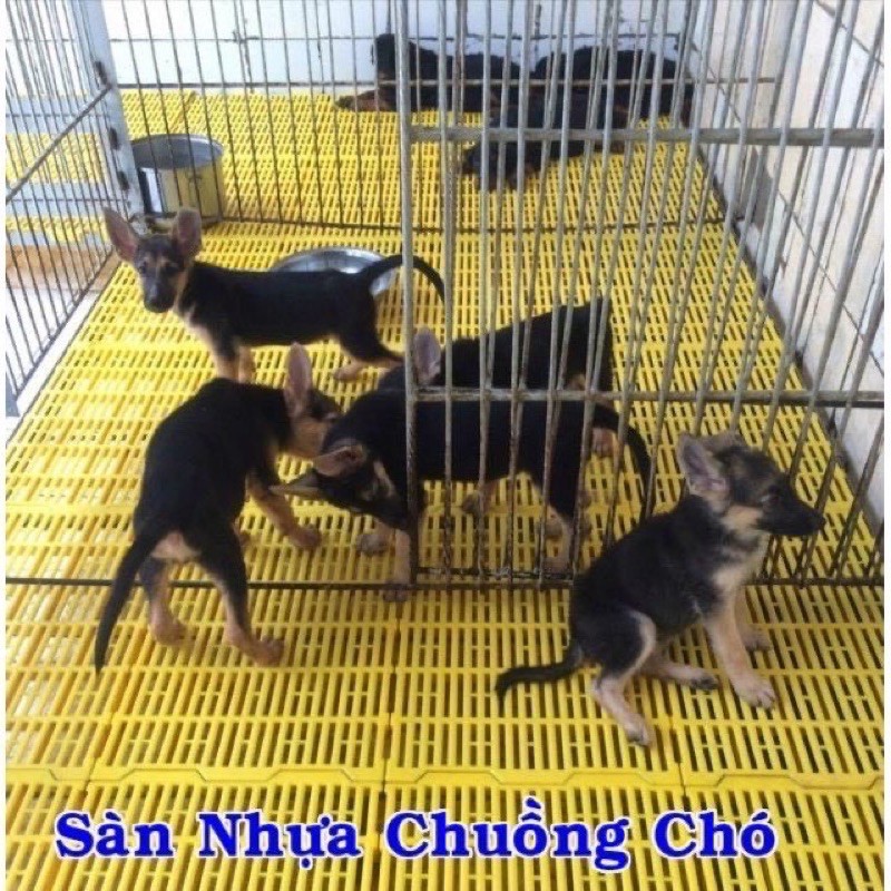 Tấm nhựa Lót sàn chó, mèo, lợn ... bền đẹp chắc chắn ( Shop 5 sao )