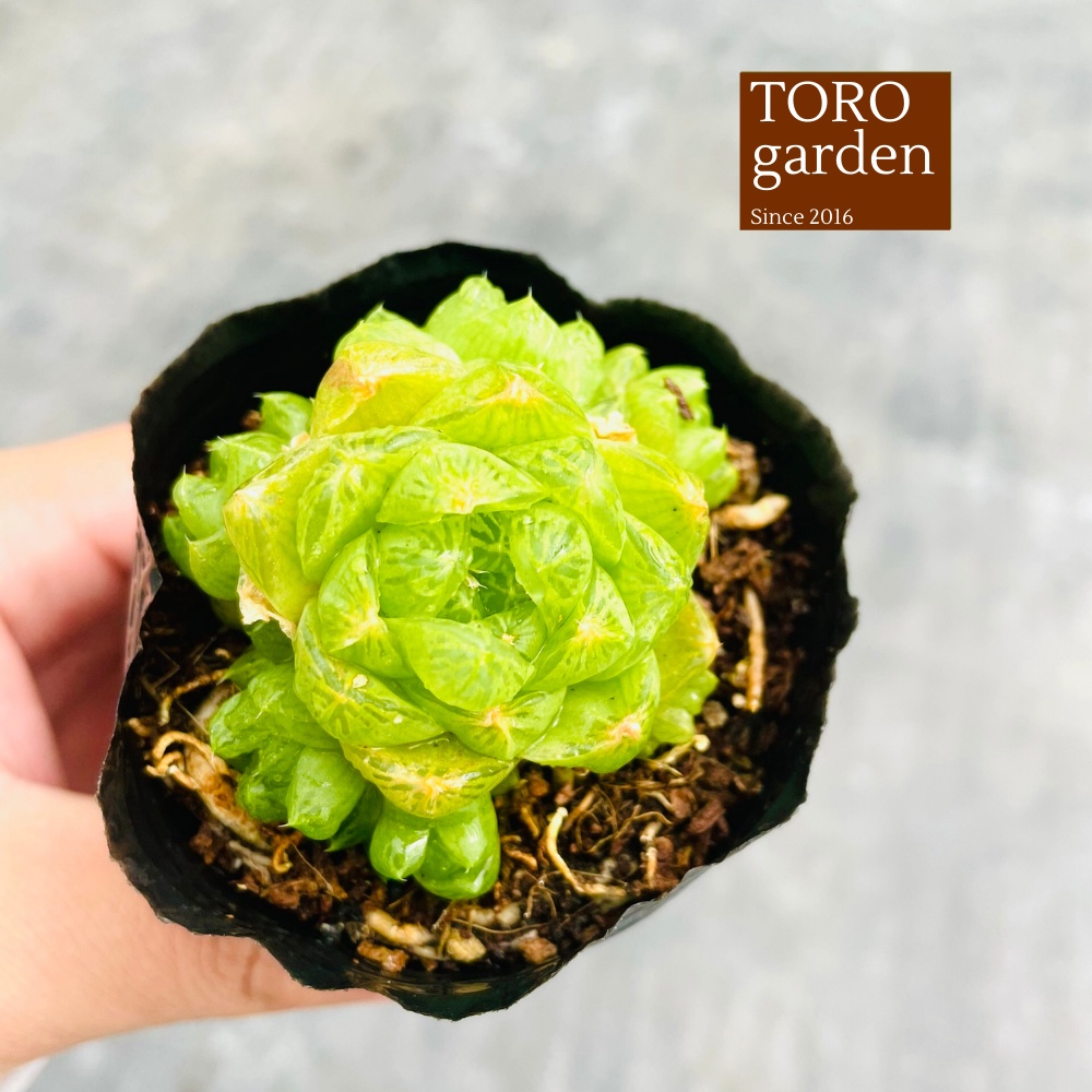 Sen đá ngọc lá bé Đà Lạt size bé cây cảnh trang trí nhà cửa Toro garden