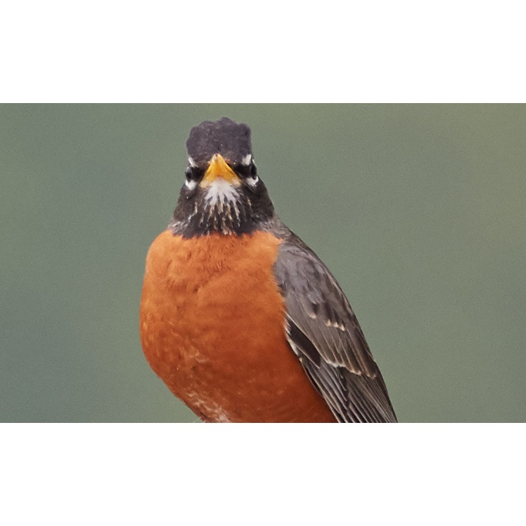 Ống kính tiêu cự Sigma 150-600mm f/5-6.3 DG OSM