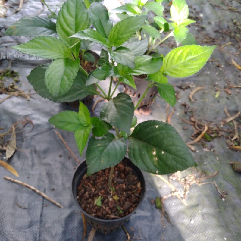 1 CHẬU CÂY TRÀ TIÊN