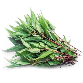 Hạt giống Rau đay đỏ