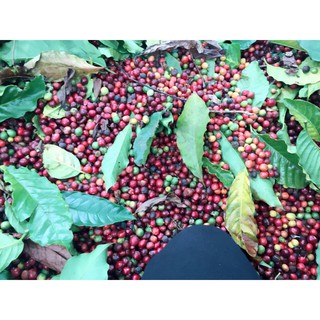 Cà phê Robusta nguyên chất 100% 250gr-500gr