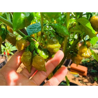 Hạt giống ớt Trinidad scorpion lemon lime