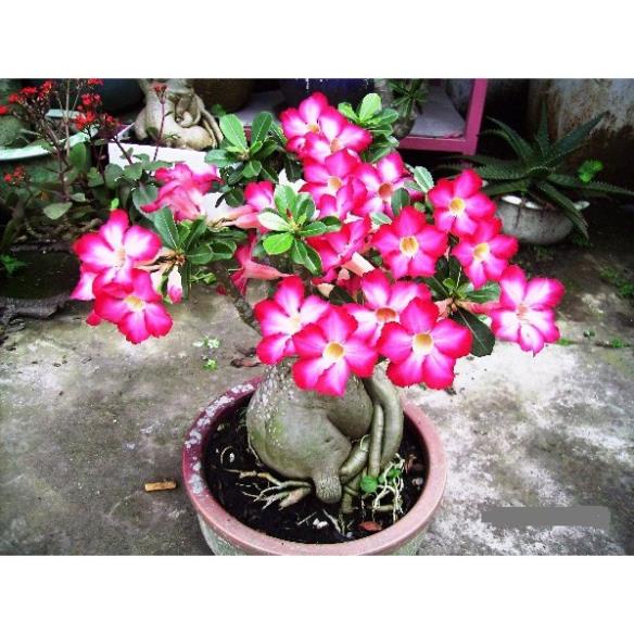 Phân bón SIÊU KALI kali 46 Đâu Trâu giúp cứng cây, bông nở đều, bông to, màu sắc đẹp gói 25gr
