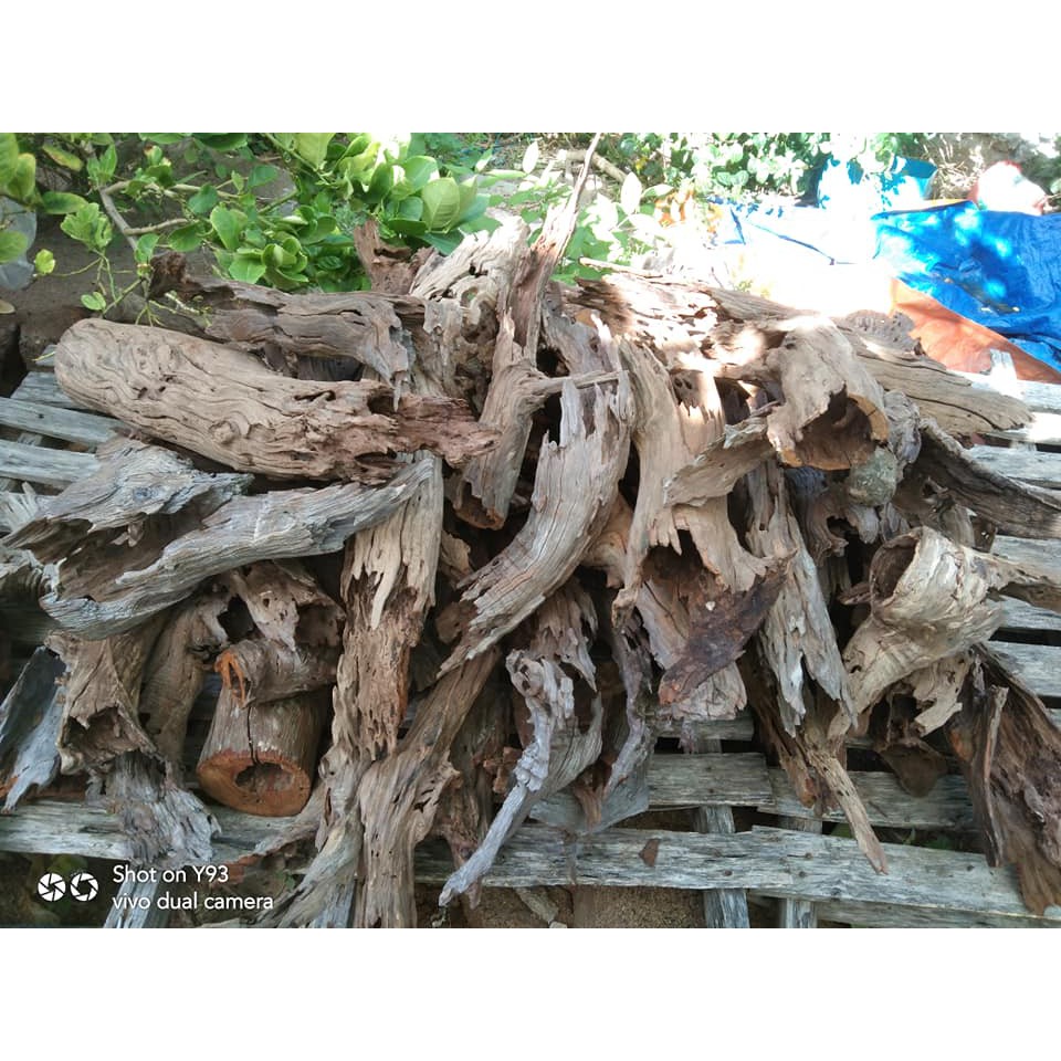 LŨA SAN  ĐÁ ỐNG RỖNG - TRANG TRÍ HỒ CÁ TÉP THỦY SINH