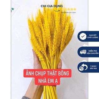 Bông hoa lúa mạch khô 100 bông 1 bó