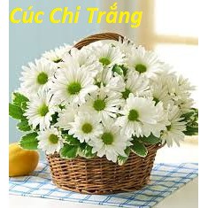 GÓI 50 HẠT GIỐNG HOA CÚC CHI TRẮNG