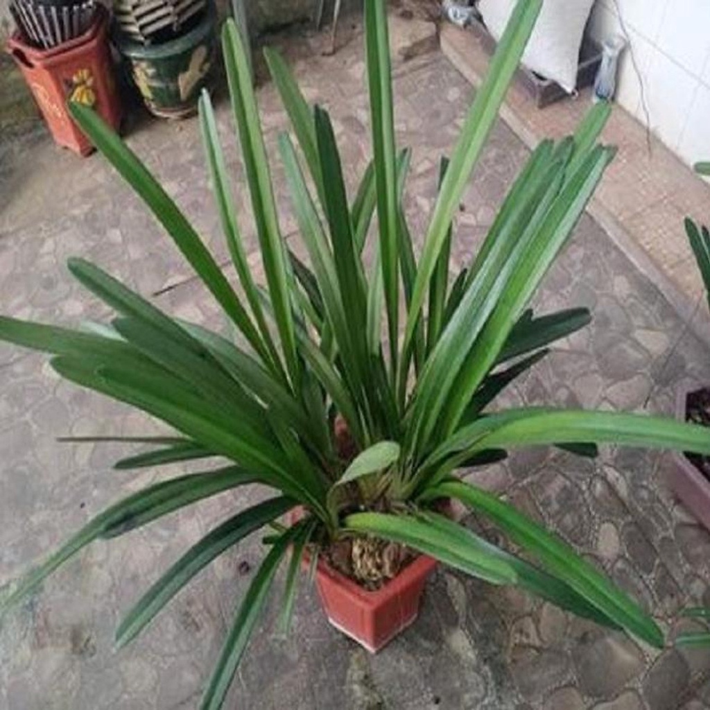 CÂY KHỎE Hoa phong lan kiếm 2 màu( trồng thuần chậu)