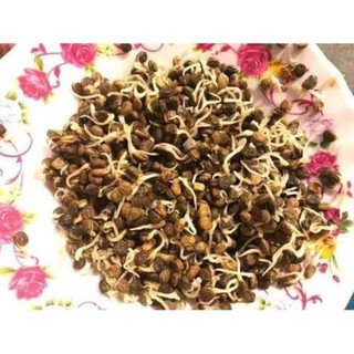 Hạt Giống Nhân Sâm Hàn Quốc