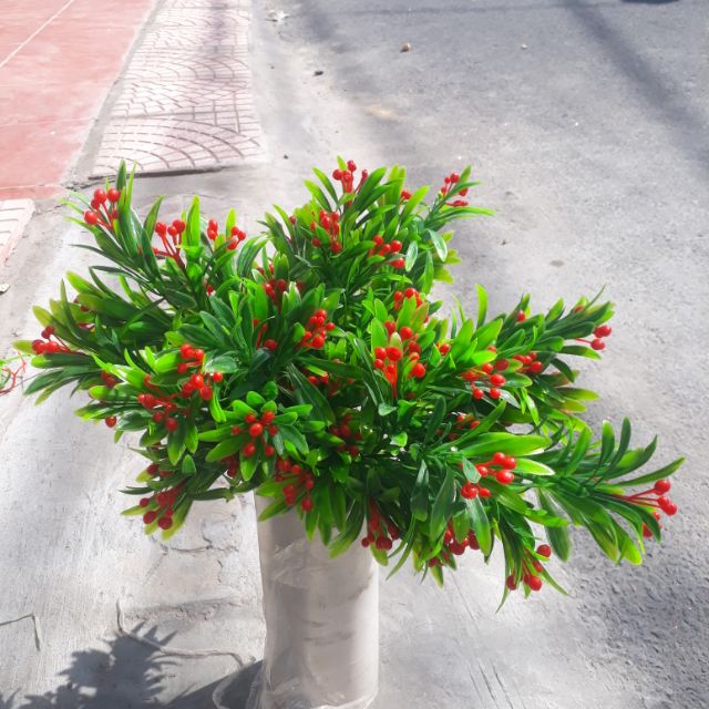 Cụm cỏ trái cherry đỏ.