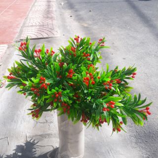 Cụm cỏ trái cherry đỏ.