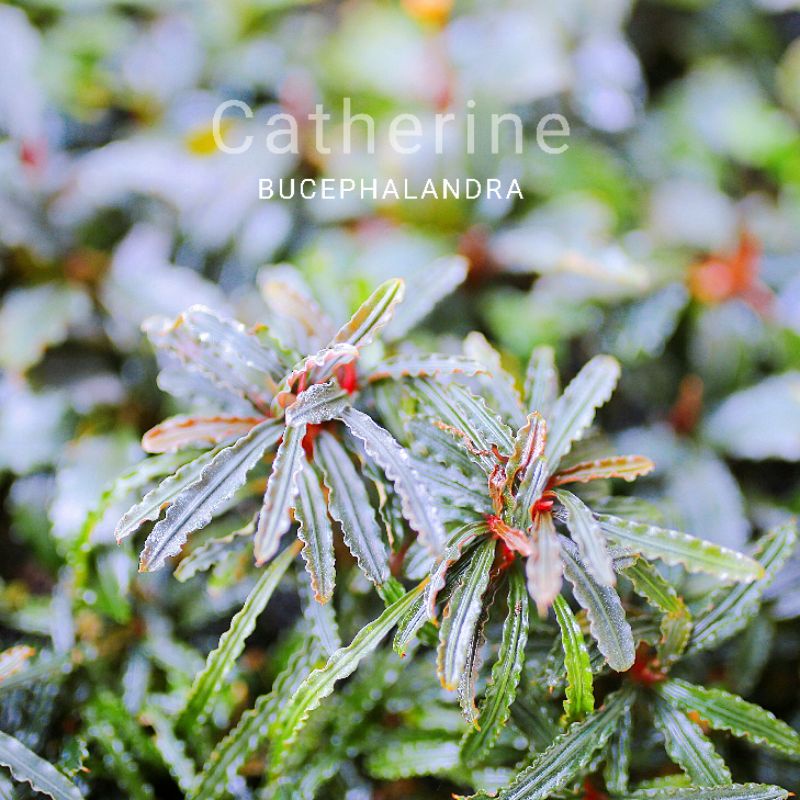 Bucep Catherine | Ngọn đã lên màu | lá cạn | Cây thủy sinh màu đỏ tím