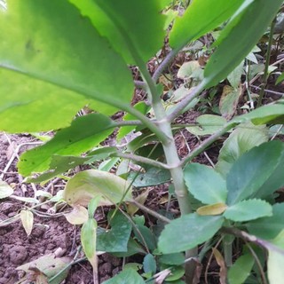 cây lá bỏng(cây sống đời)
