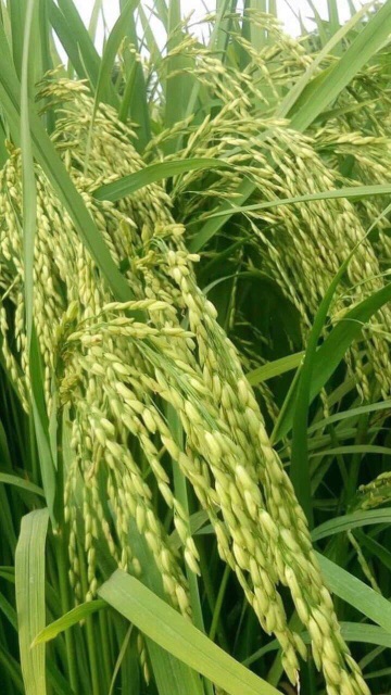 Gạo đặc sản Sóc trăng ST24 túi 10kg