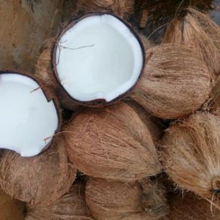 Tinh dầu dừa nhà xoài