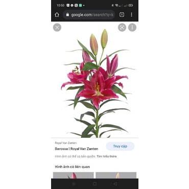 Củ giống hoa ly cao thơm hàng nhập khẩu hà lan
